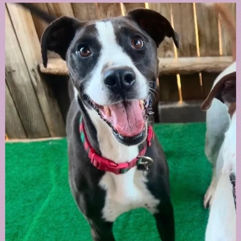 A senior medium-sized female Black Pit Bull Terrier dog named Frankie & Johnny for adoption in La Honda, CA