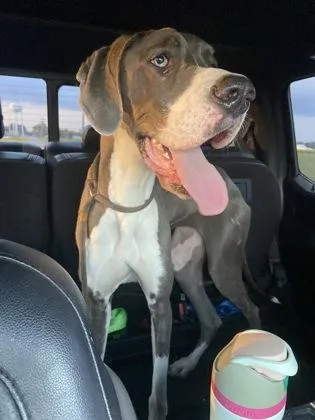 An adult large-sized female Great Dane dog named Athena for adoption in Columbus, IN