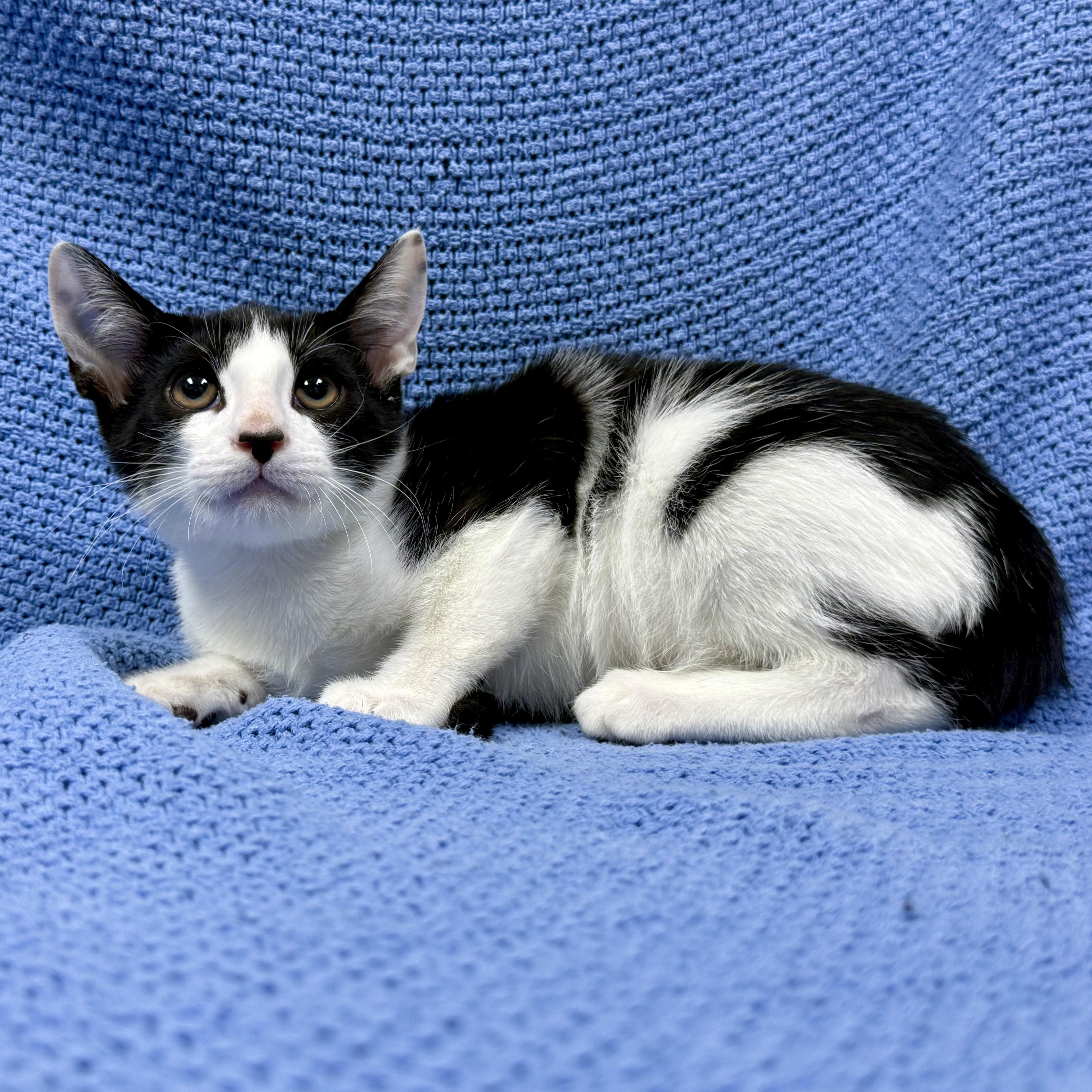 A baby medium-sized male Black & White / Tuxedo Domestic Short Hair cat named Striker for adoption in Murphysboro, IL