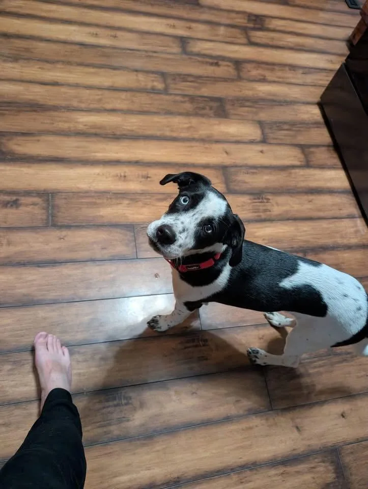 A baby medium-sized male Terrier dog named Arnold for adoption in New London, WI