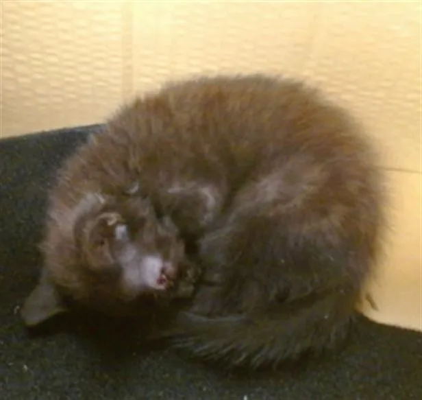 A baby small-sized male Domestic Short Hair cat named A for adoption in Oklahoma City, OK