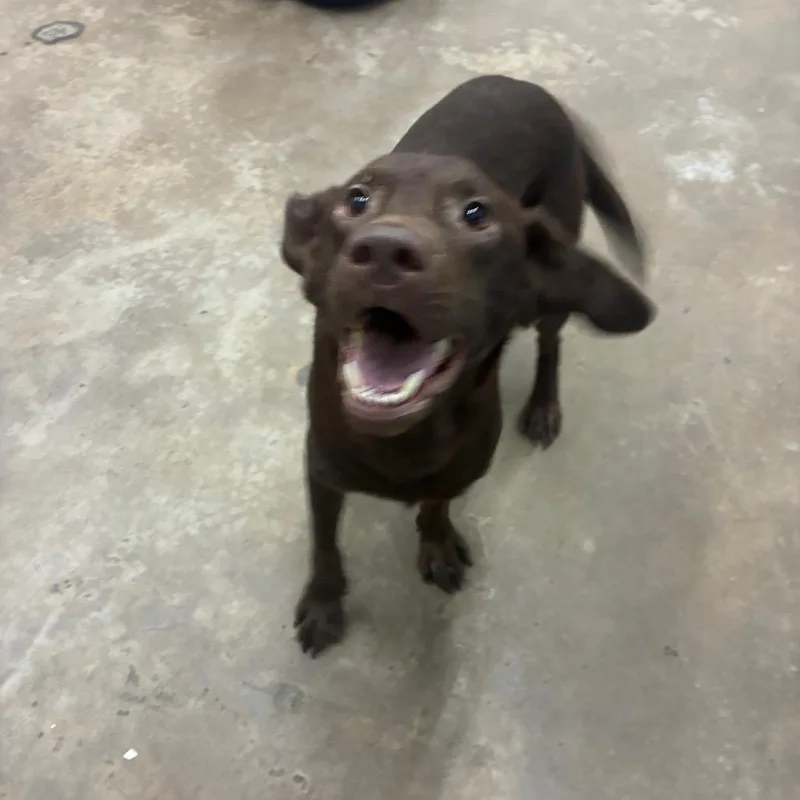 A young medium-sized female Chocolate Labrador Retriever dog named Tippy for adoption in Corbin, KY