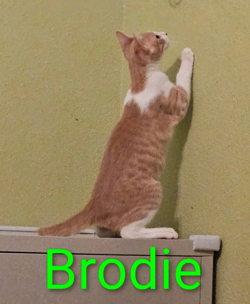 A baby small-sized male Orange & White Domestic Short Hair cat named Brodie North Conroe for adoption in Spring, TX