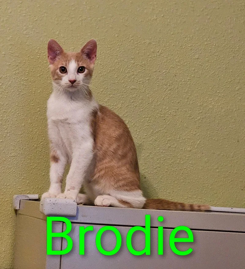 Brodie  North Conroe thumbnail 2