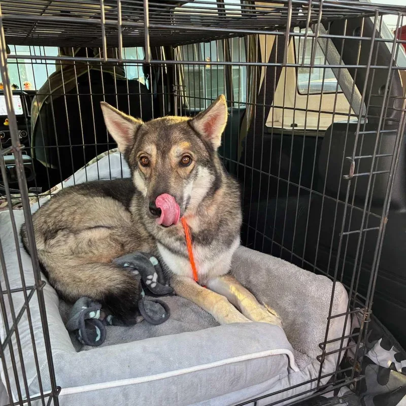 An adult medium-sized male German Shepherd Dog dog named Chewy for adoption in San Rafael, CA