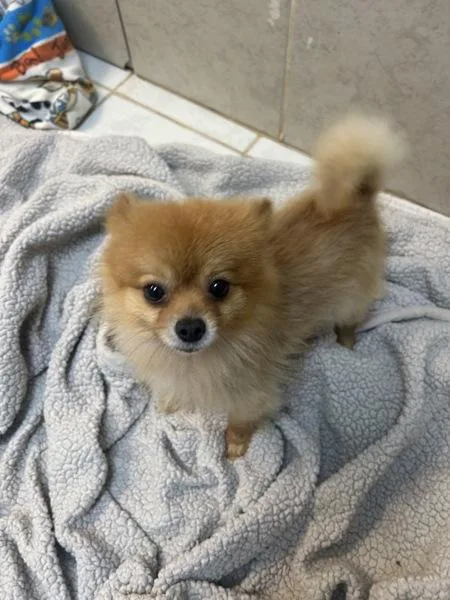 An adult small-sized male Pomeranian dog named Fritz for adoption in Osage Beach, MO