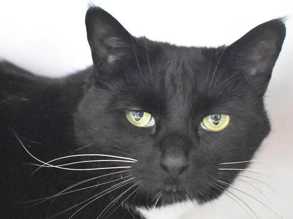 An adult medium-sized female Domestic Short Hair cat named Miss Sassy for adoption in Portland, OR