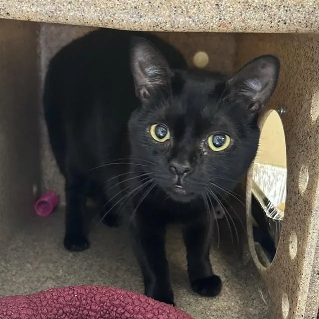 A young medium-sized female Domestic Short Hair cat named Cupid for adoption in Lincolnton, NC