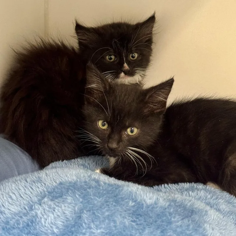 A baby small-sized female Black Domestic Long Hair cat named Sidney for adoption in Hawthorne, CA
