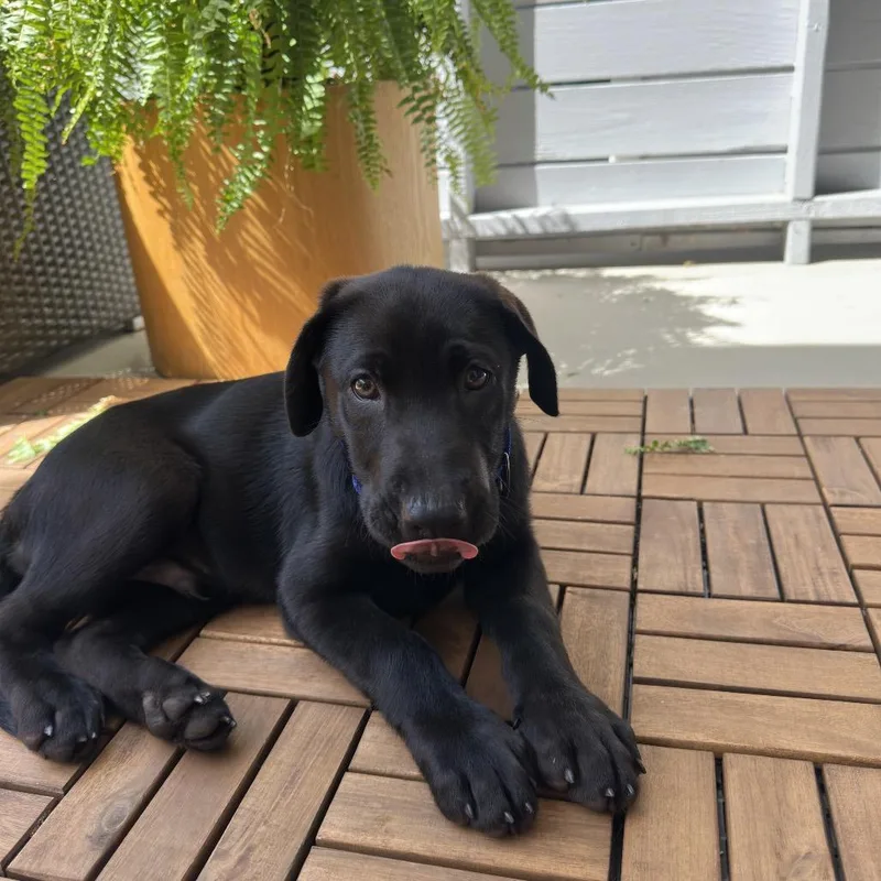 Maverick thumbnail 2