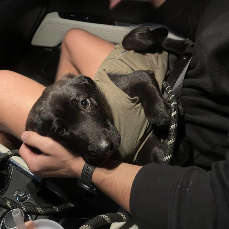 Maverick thumbnail 4