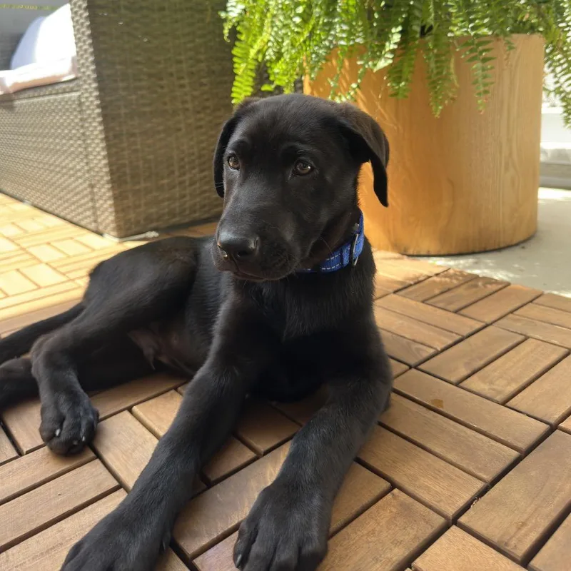 Maverick thumbnail 5