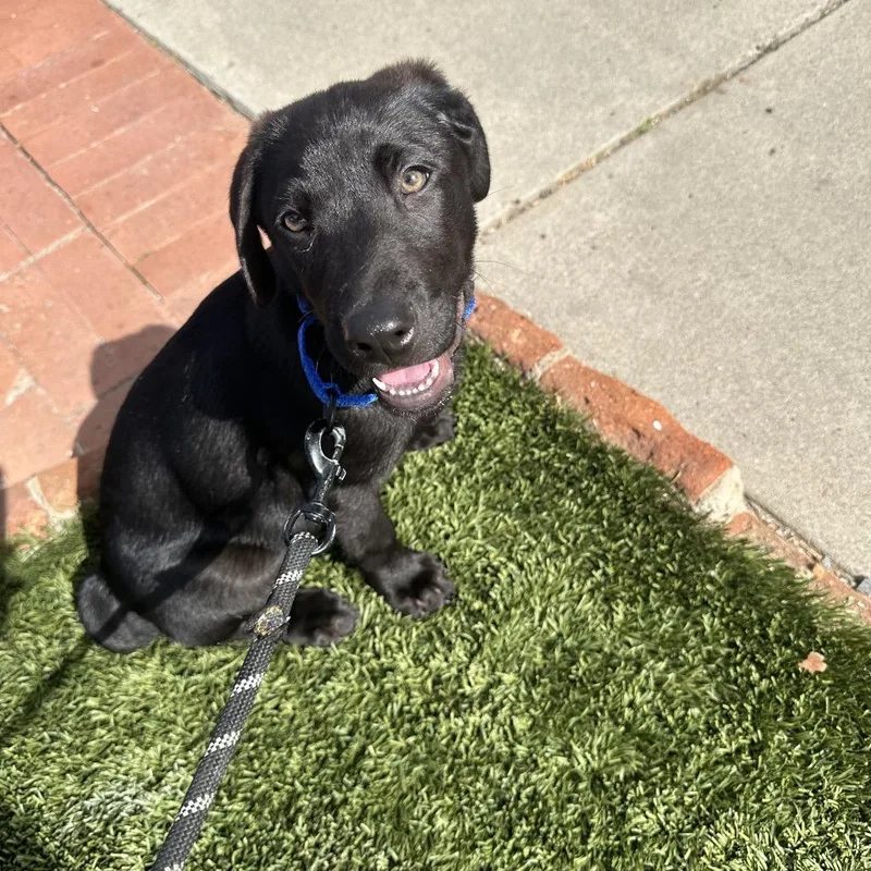 Maverick thumbnail 6