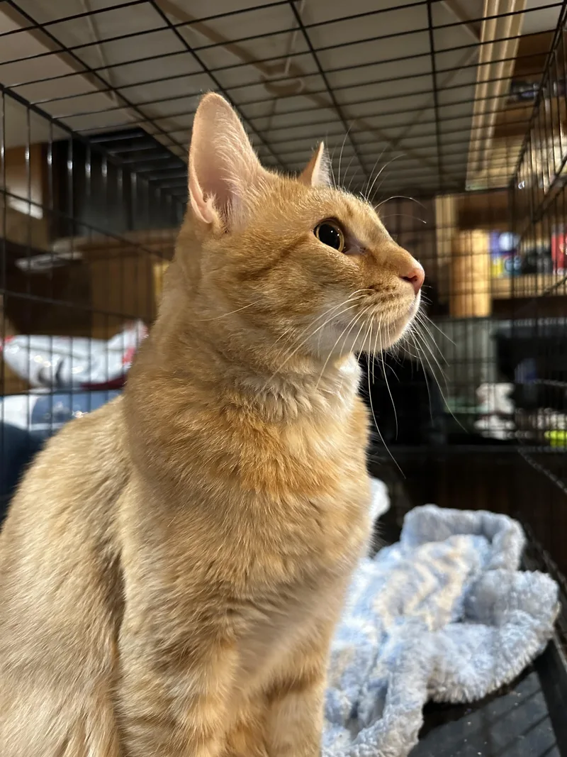 An adult large-sized male Domestic Short Hair cat named Dax for adoption in Grand Rapids, MI