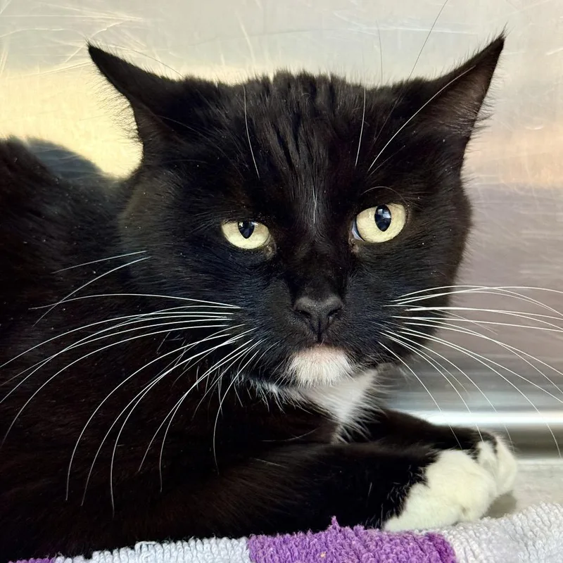 Greta Cat thumbnail 2