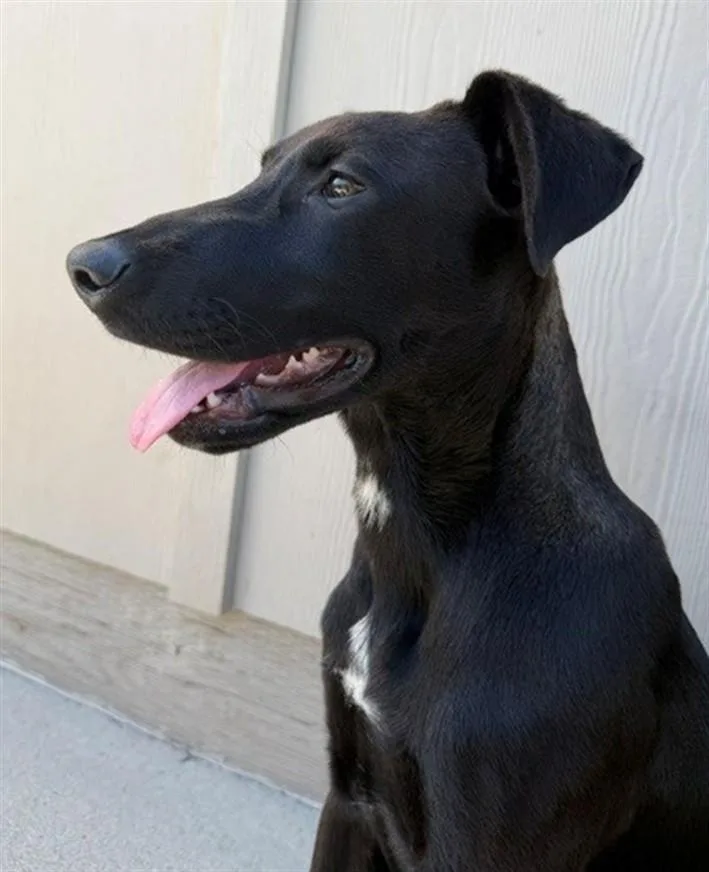A baby small-sized female Doberman Pinscher dog named Gretchen for adoption in Santa Cruz, CA
