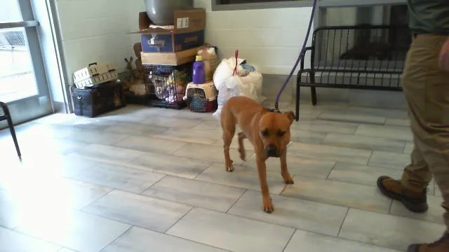 A young large-sized male Mixed Breed dog named Kaleb for adoption in Charlotte, NC