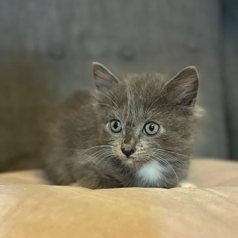 A baby small-sized female Gray / Blue / Silver Domestic Short Hair cat named Deimos for adoption in Long Beach, CA