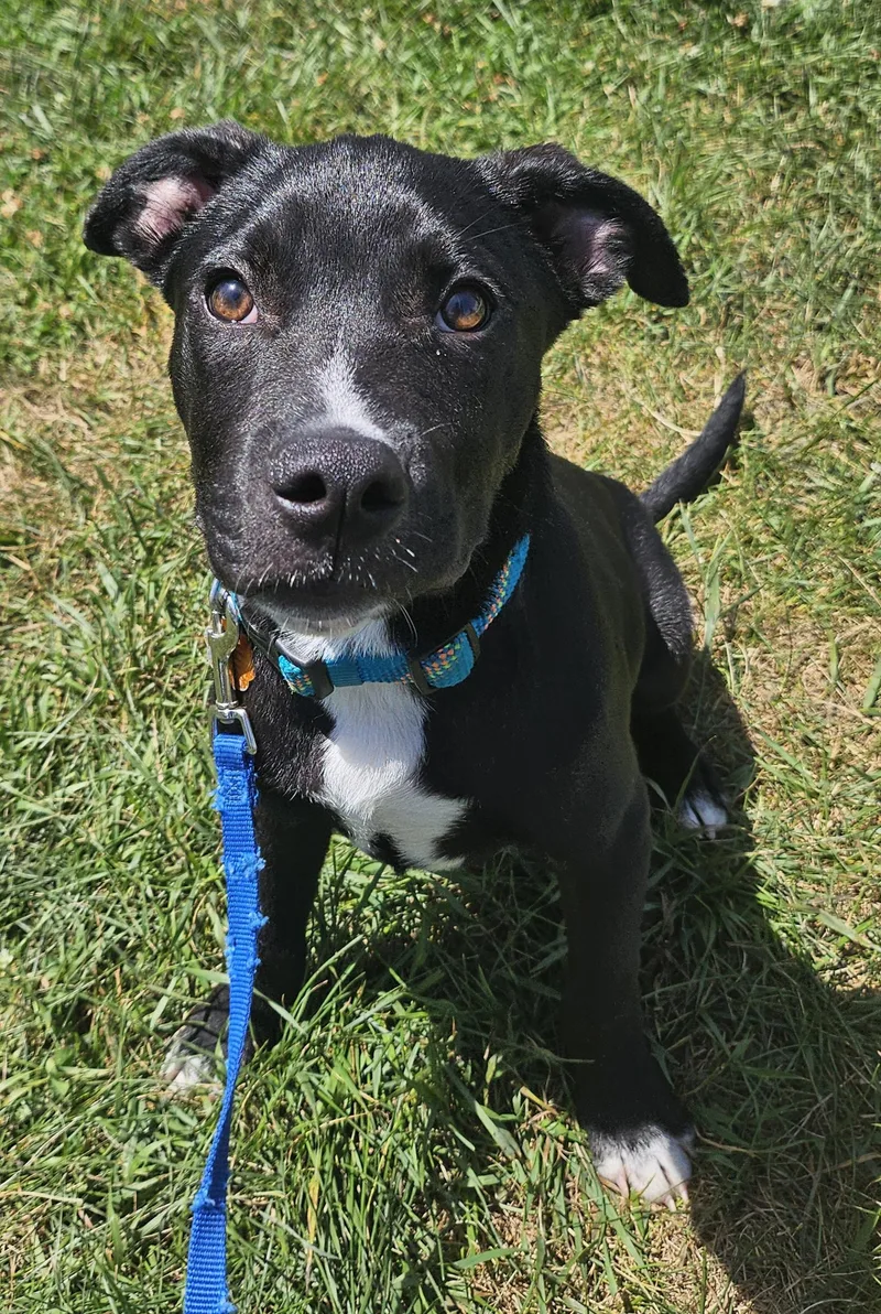 A baby medium-sized male Black Mixed Breed dog named Kiwi for adoption in Salem, NH