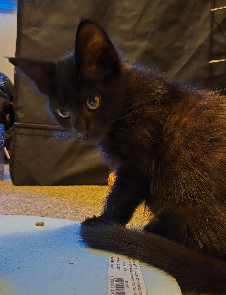Mordecai thumbnail 6