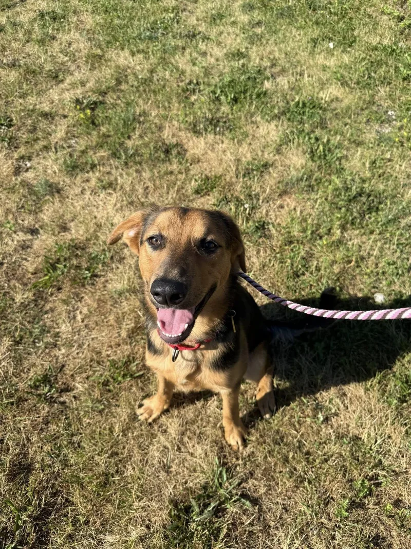 A baby medium-sized male Black German Shepherd Dog dog named Kelp for adoption in Cleveland, OH