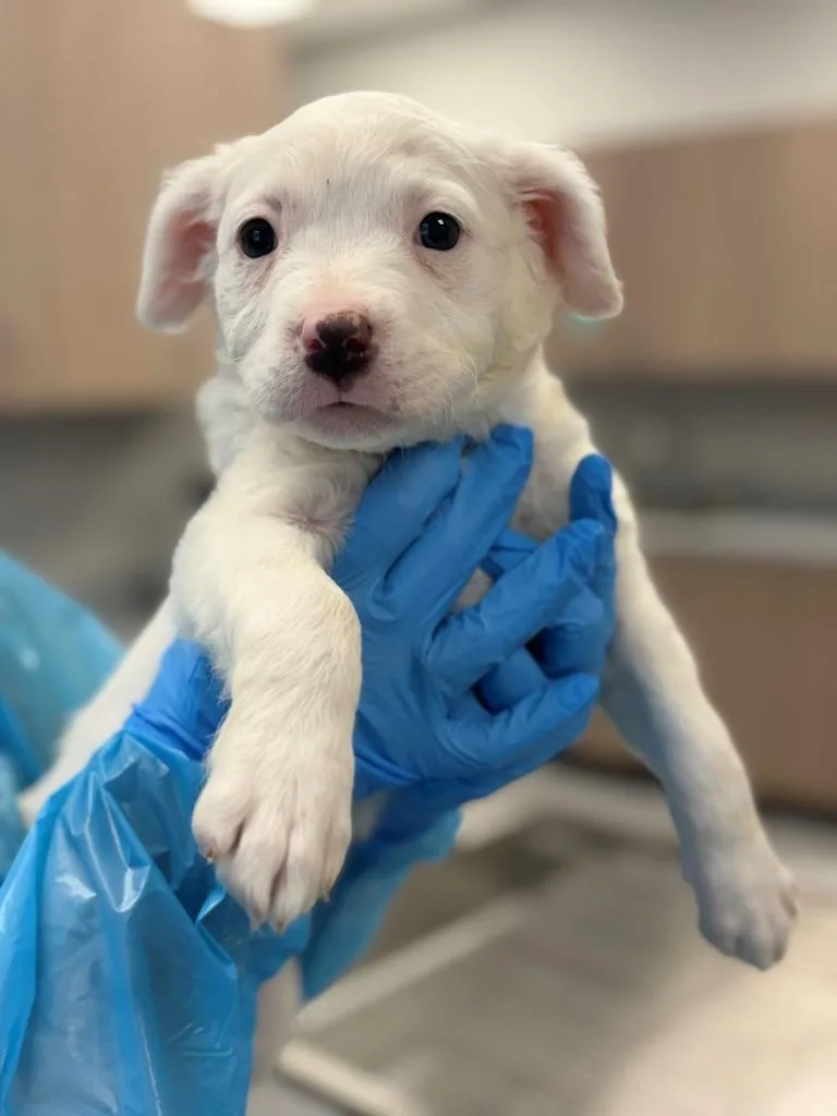A baby large-sized female Pit Bull Terrier dog named Marshmallow for adoption in Chillicothe, OH