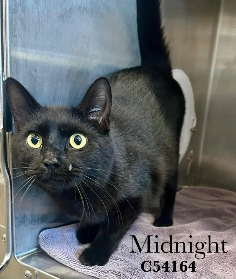 A young medium-sized male Domestic Short Hair cat named Midnight for adoption in Clarksville, TN