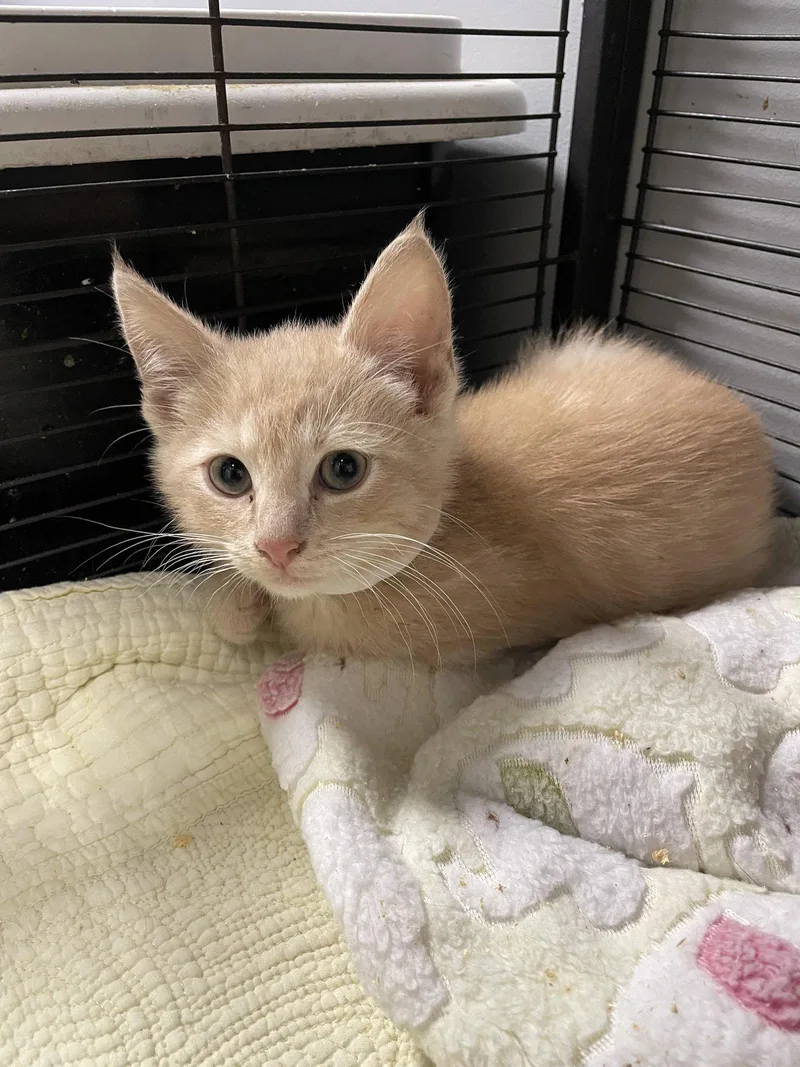 A baby medium-sized male Tabby (Buff / Tan / Fawn) Tabby cat named Ramsey for adoption in Georgetown, KY