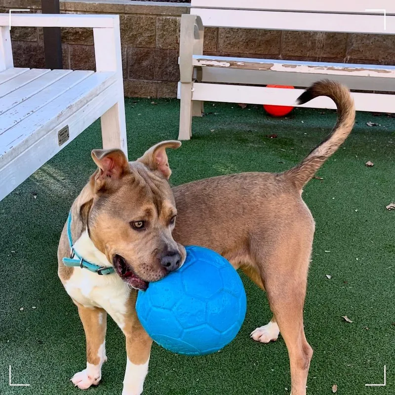 An adult large-sized male Yellow / Tan / Blond / Fawn Pit Bull Terrier dog named Vlad for adoption in Upland, CA