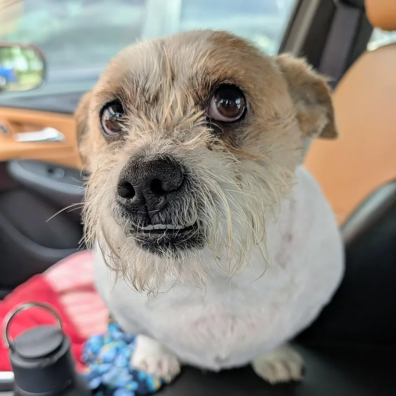 A senior small-sized male White / Cream Bulldog dog named Tater for adoption in Bella Vista, AR