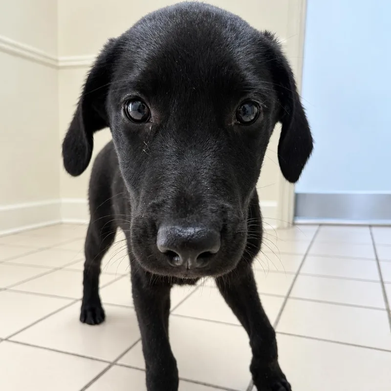 A baby small-sized female Black Labrador Retriever dog named TUSCStray_ for adoption in Tuscaloosa, AL