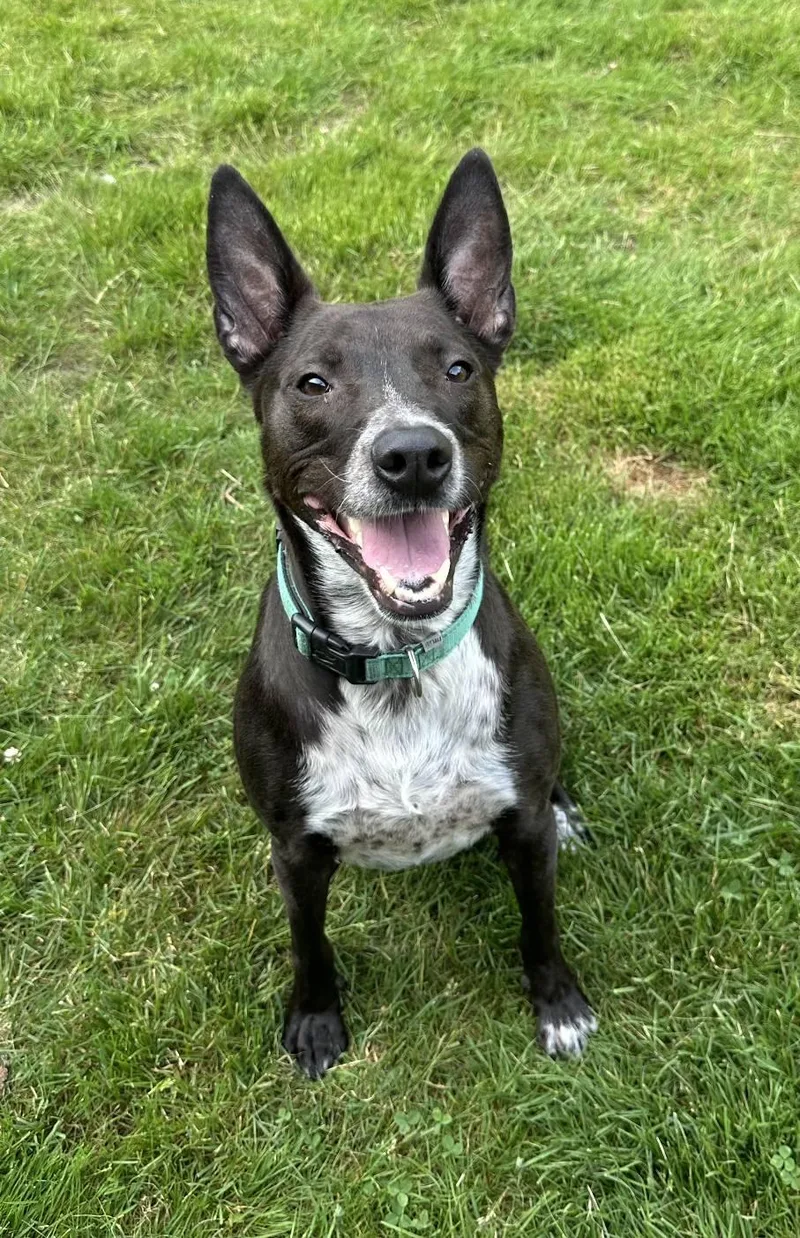 Beau