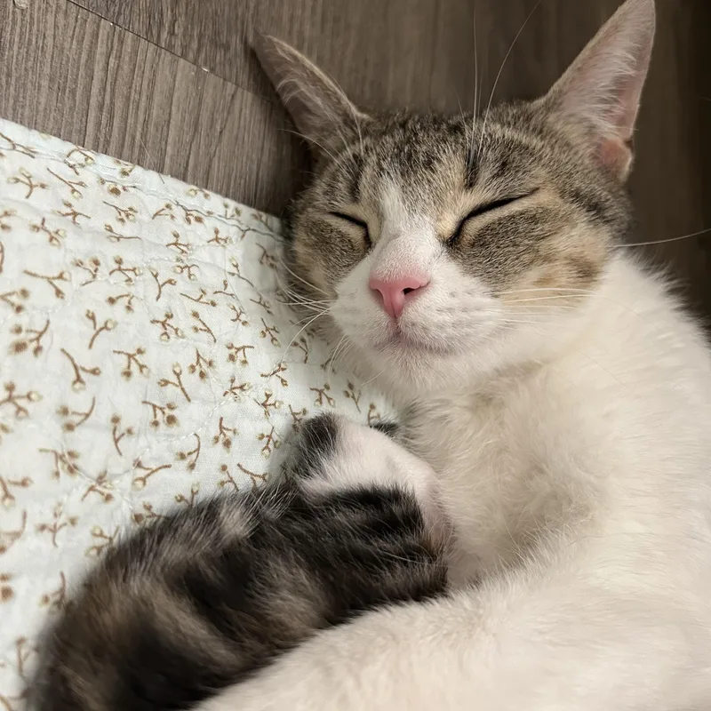 An adult medium-sized female Domestic Short Hair cat named Carolina for adoption in Easley, SC