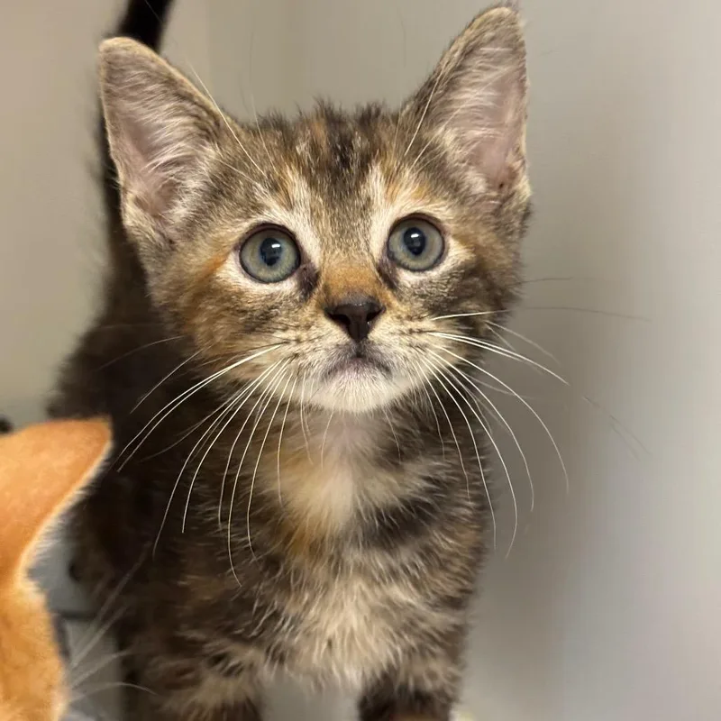 A young medium-sized female Brown / Chocolate Domestic Short Hair cat named Duvalin for adoption in League City, TX