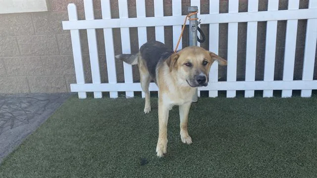 An adult large-sized male German Shepherd Dog dog named Jovi for adoption in Modesto, CA