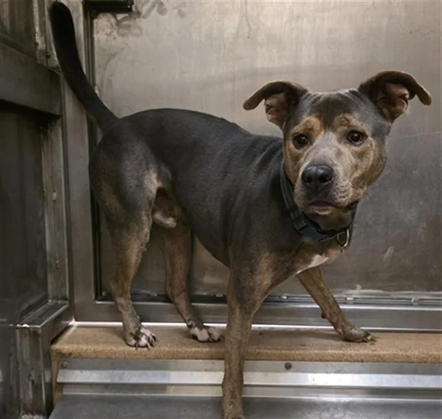 An adult large-sized male Pit Bull Terrier dog named Atom Ant for adoption in Martinez, CA