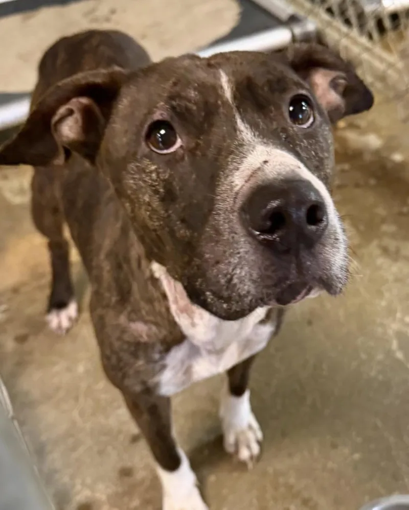 An adult medium-sized female Brown / Chocolate Pit Bull Terrier dog named Bambi HOLD for adoption in Canton, OH