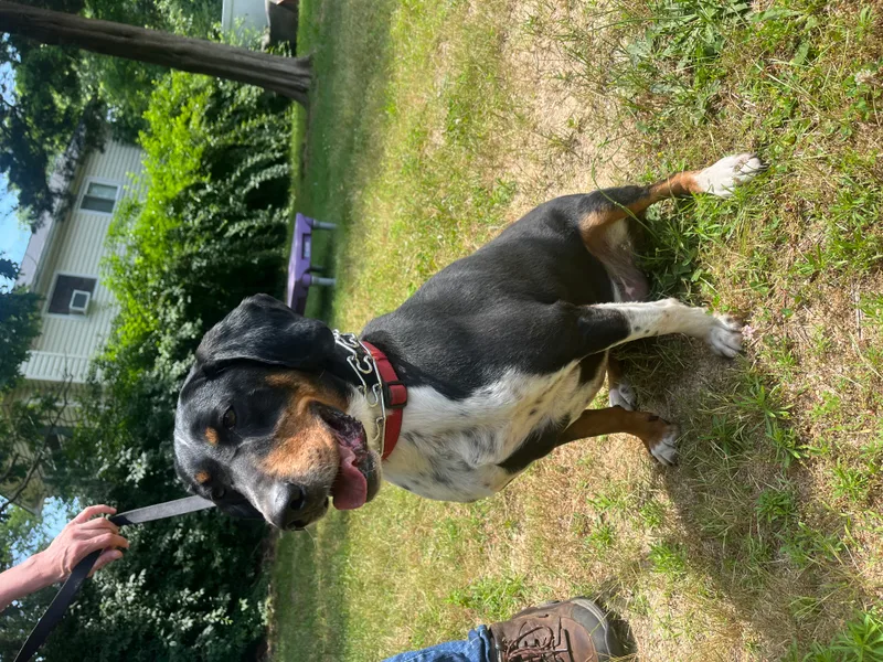 Denver  Long Island thumbnail 3