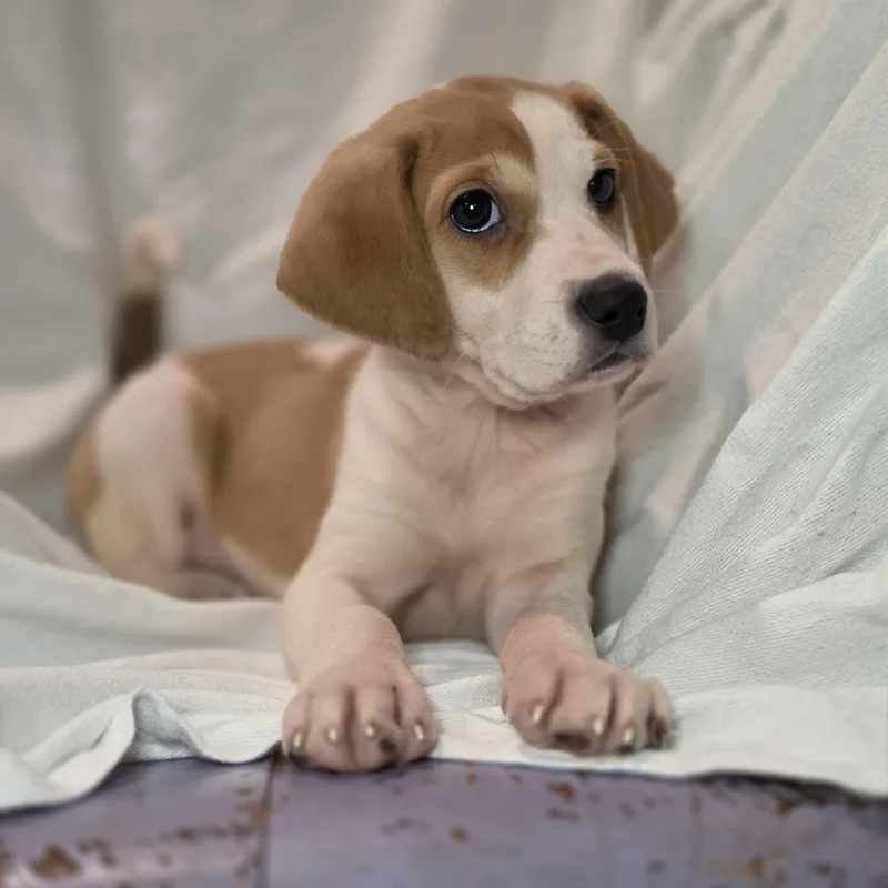 A baby medium-sized female White / Cream Hound dog named Xena for adoption in Blairstown, NJ