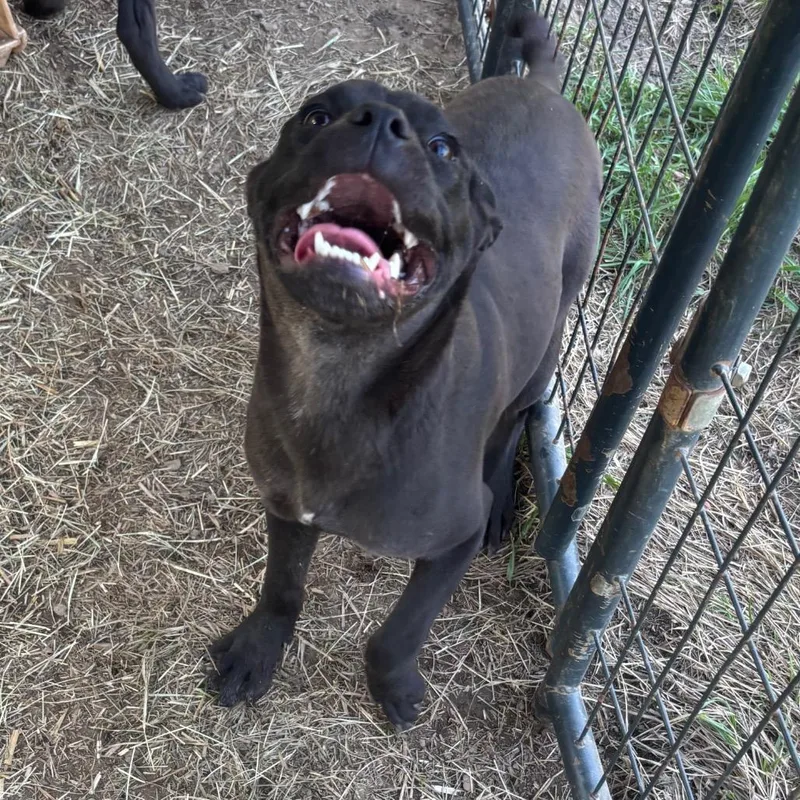 A young medium-sized female Black Labrador Retriever dog named Claudia for adoption in Alexandria, VA