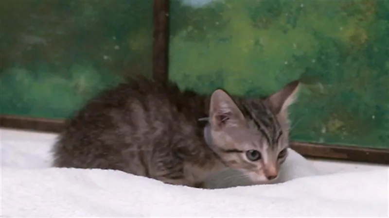 A baby small-sized male Domestic Short Hair cat named Rosty for adoption in Houston, TX