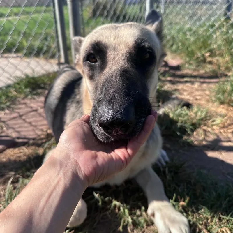 An adult large-sized female Black German Shepherd Dog dog named Krystal for adoption in Stephens City, VA
