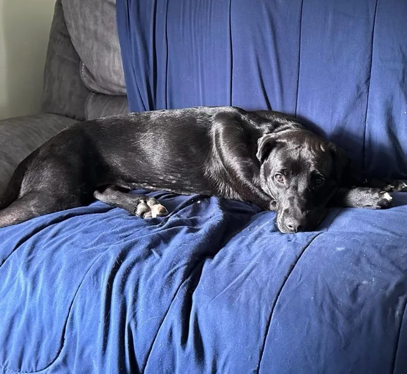An adult medium-sized female Black Labrador Retriever dog named Indy for adoption in Carneys Point, NJ