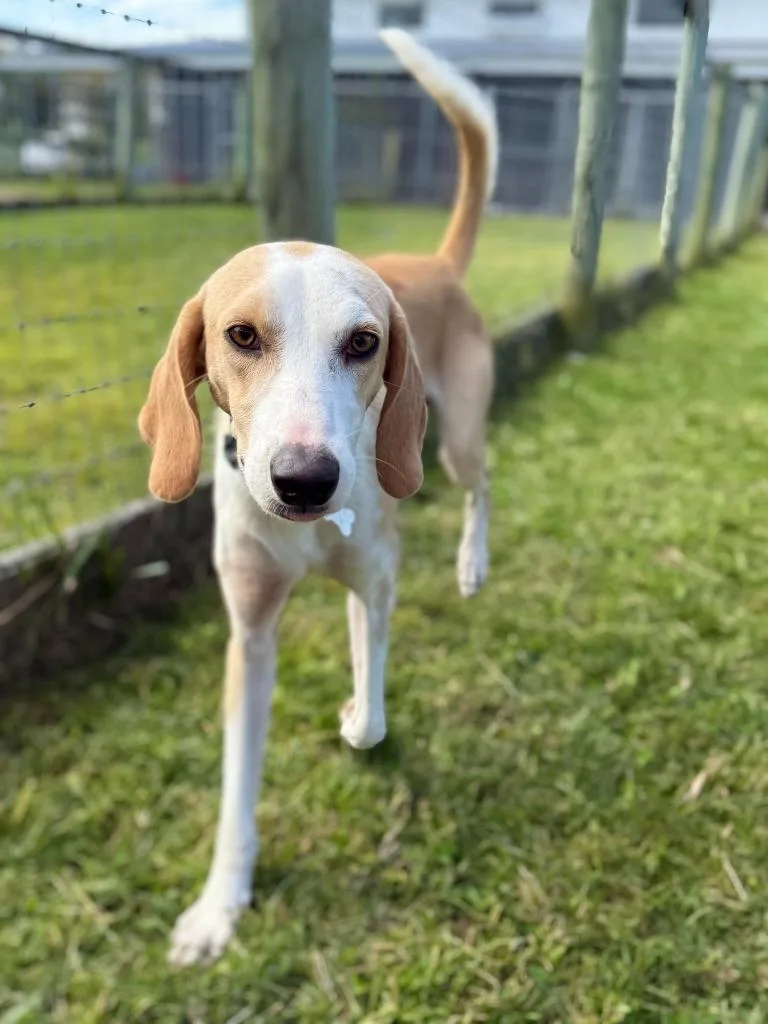 A young large-sized male Foxhound dog named Timothy for adoption in Hudson, NY