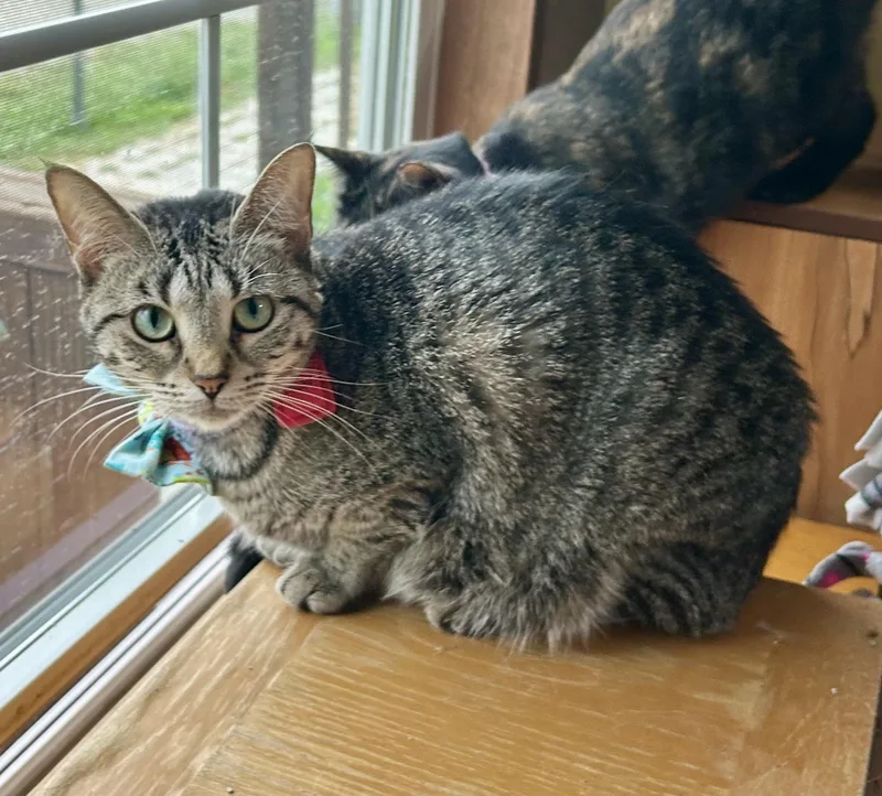 An adult medium-sized female Tabby (Brown / Chocolate) Domestic Short Hair cat named Soft Willow for adoption in La Salle, IL