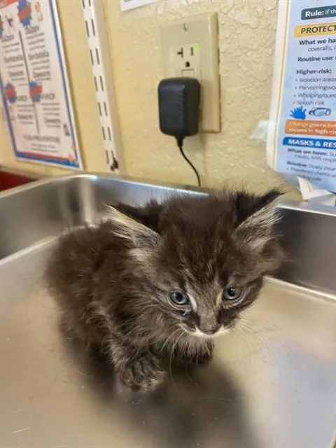 A baby small-sized male Domestic Medium Hair cat named Stitch for adoption in Fort Myers, FL
