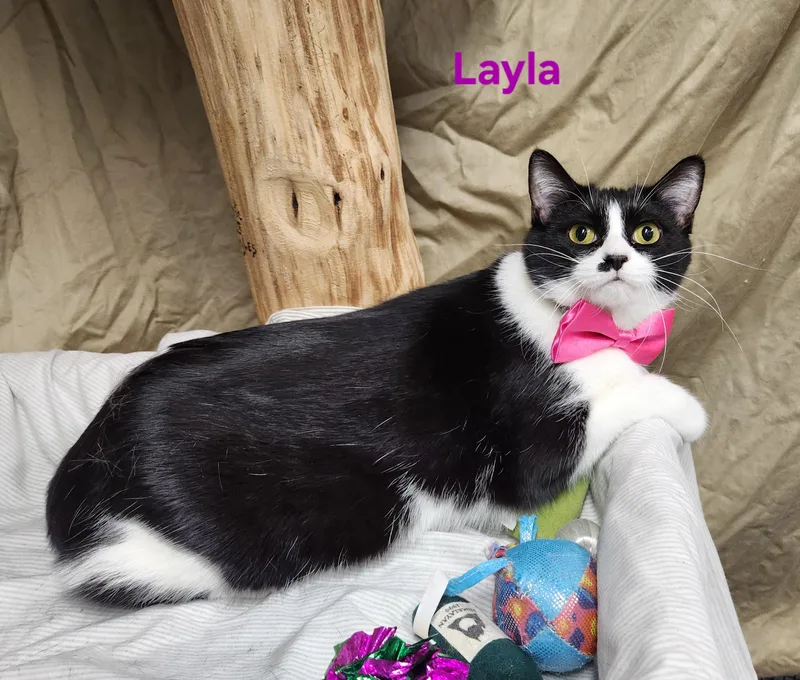Layla thumbnail 2