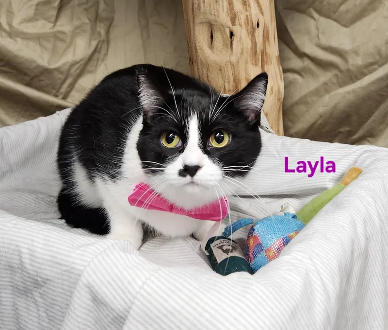Layla thumbnail 3