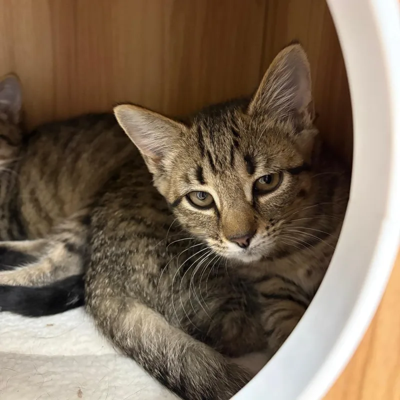 A baby small-sized female Brown / Chocolate Domestic Short Hair cat named Balsam for adoption in Brockton, MA