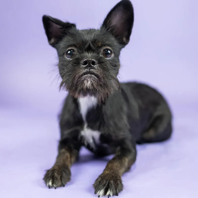A young small-sized female Apricot / Beige Terrier dog named Pepper for adoption in Portland, OR